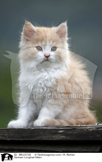 Deutsch Langhaar Ktzchen / German Longhair kitten / RR-23738