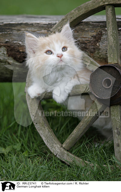 Deutsch Langhaar Ktzchen / German Longhair kitten / RR-23741