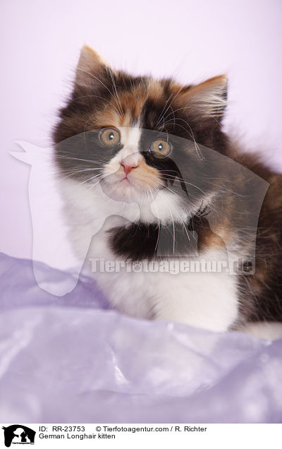 Deutsch Langhaar K�tzchen / German Longhair kitten / RR-23753