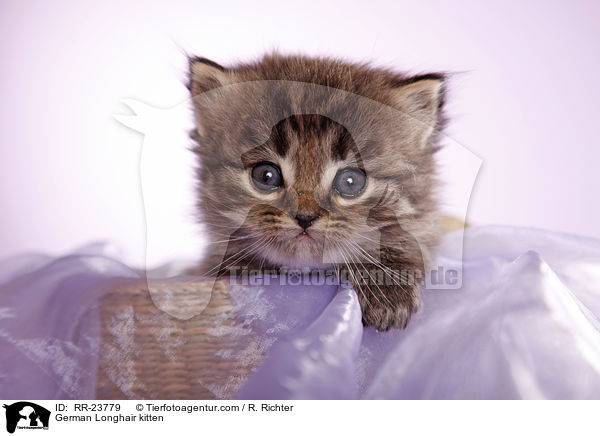 Deutsch Langhaar Ktzchen / German Longhair kitten / RR-23779