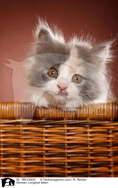 Deutsch Langhaar Ktzchen / German Longhair kitten / RR-23824