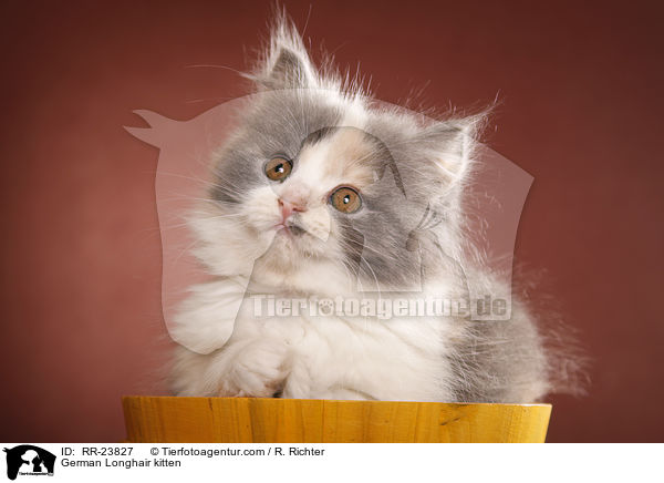 Deutsch Langhaar Ktzchen / German Longhair kitten / RR-23827