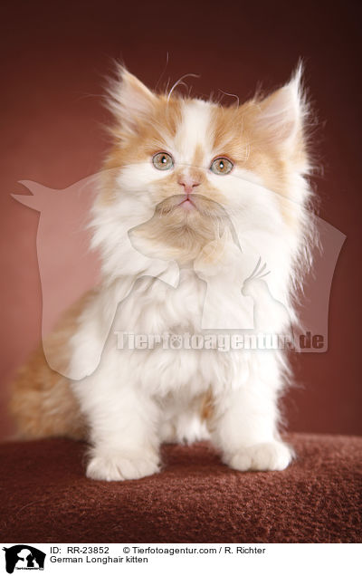 Deutsch Langhaar Ktzchen / German Longhair kitten / RR-23852