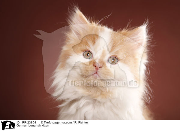 Deutsch Langhaar Ktzchen / German Longhair kitten / RR-23854