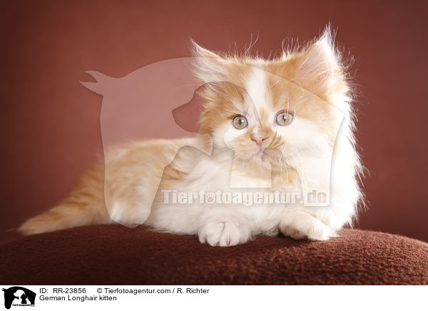 Deutsch Langhaar Ktzchen / German Longhair kitten / RR-23856