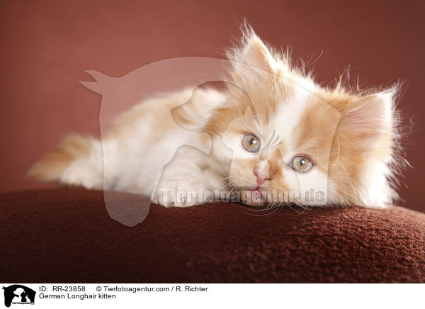 Deutsch Langhaar Ktzchen / German Longhair kitten / RR-23858