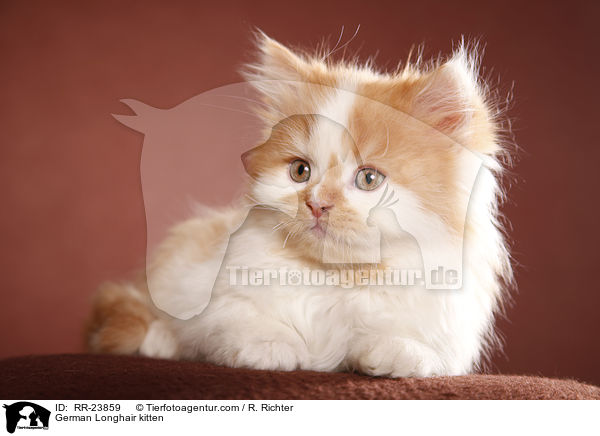 Deutsch Langhaar Ktzchen / German Longhair kitten / RR-23859