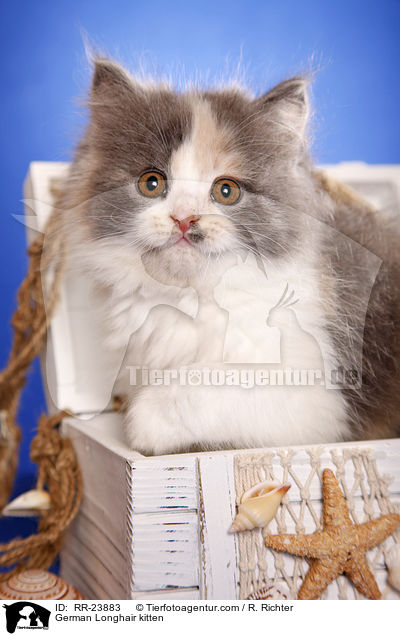 Deutsch Langhaar Ktzchen / German Longhair kitten / RR-23883