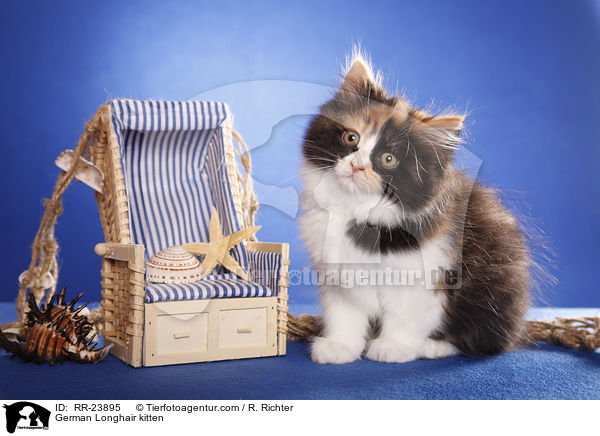 Deutsch Langhaar Ktzchen / German Longhair kitten / RR-23895