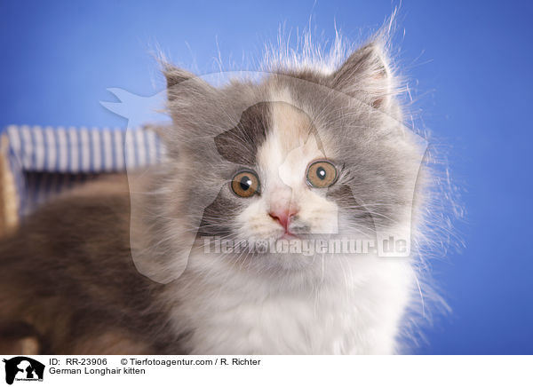Deutsch Langhaar Ktzchen / German Longhair kitten / RR-23906