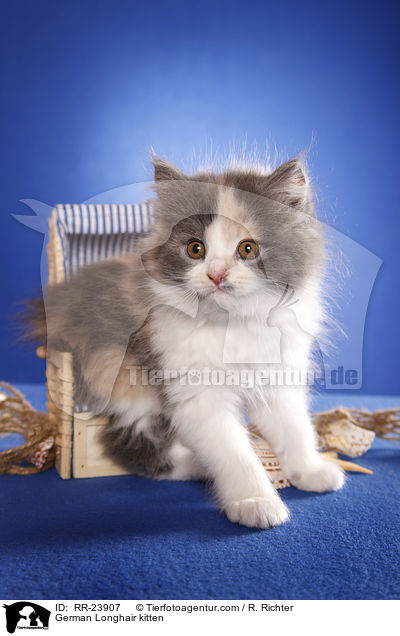 Deutsch Langhaar Ktzchen / German Longhair kitten / RR-23907