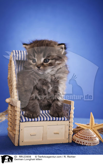 Deutsch Langhaar Ktzchen / German Longhair kitten / RR-23908