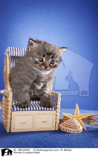 Deutsch Langhaar Ktzchen / German Longhair kitten / RR-23909