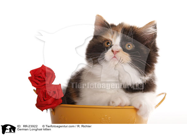 German Longhair kitten / RR-23922