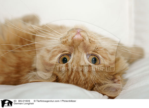 Deutsch Langhaar / German Longhair / BS-01609