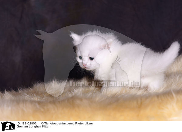 Deutsch Langhaar Ktzchen / German Longhair Kitten / BS-02803