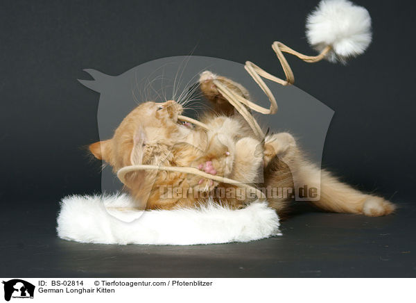 Deutsch Langhaar Ktzchen / German Longhair Kitten / BS-02814