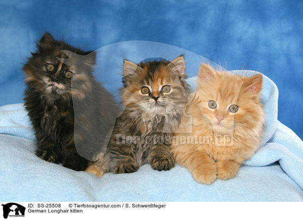 Deutsch Langhaar Ktzchen / German Longhair kitten / SS-25508