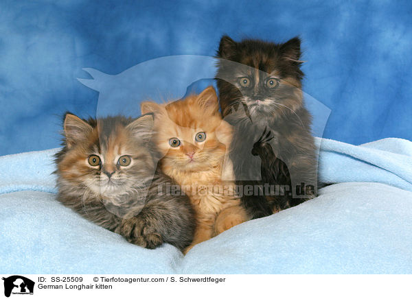 Deutsch Langhaar Ktzchen / German Longhair kitten / SS-25509