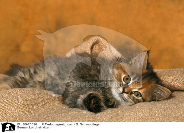 Deutsch Langhaar Ktzchen / German Longhair kitten / SS-25526