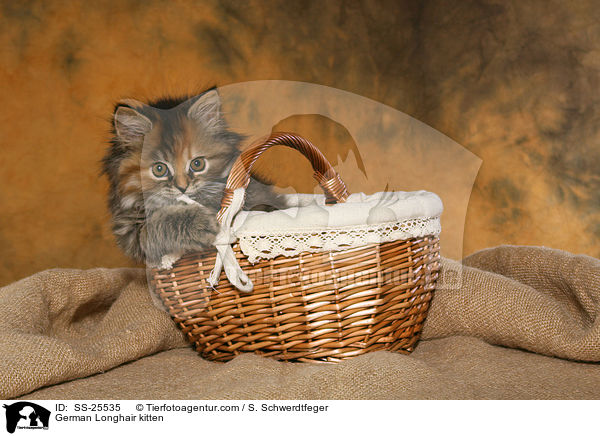Deutsch Langhaar Ktzchen / German Longhair kitten / SS-25535