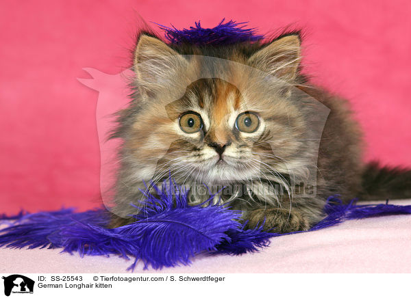 Deutsch Langhaar Ktzchen / German Longhair kitten / SS-25543