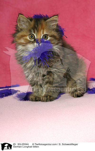 Deutsch Langhaar Ktzchen / German Longhair kitten / SS-25544