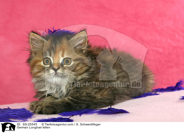Deutsch Langhaar Ktzchen / German Longhair kitten / SS-25545