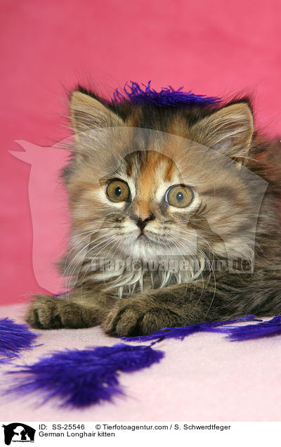Deutsch Langhaar Ktzchen / German Longhair kitten / SS-25546