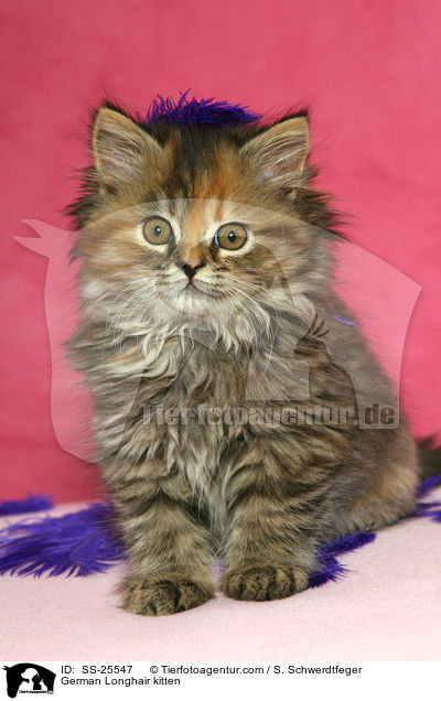 Deutsch Langhaar Ktzchen / German Longhair kitten / SS-25547