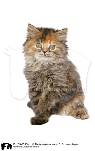 Deutsch Langhaar Ktzchen / German Longhair kitten / SS-25550