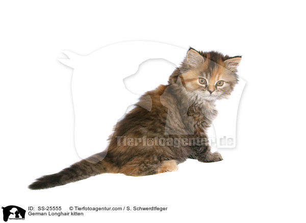 Deutsch Langhaar Ktzchen / German Longhair kitten / SS-25555