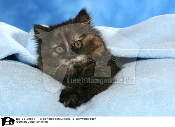 Deutsch Langhaar Ktzchen / German Longhair kitten / SS-25558
