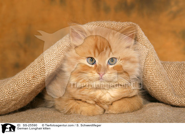 Deutsch Langhaar Ktzchen / German Longhair kitten / SS-25590