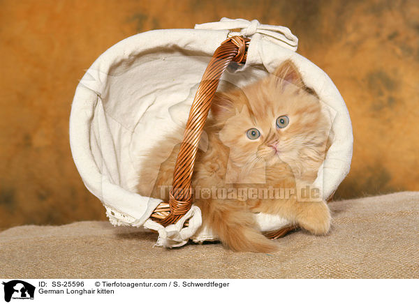 German Longhair kitten / SS-25596
