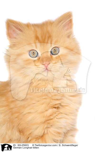 German Longhair kitten / SS-25603