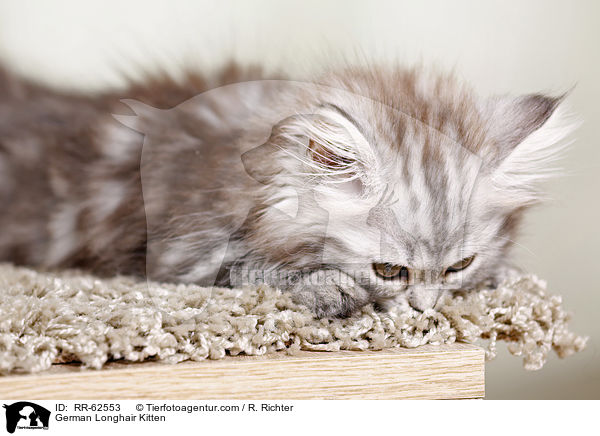 Deutsch Langhaar Ktzchen / German Longhair Kitten / RR-62553