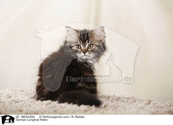 Deutsch Langhaar Ktzchen / German Longhair Kitten / RR-62584