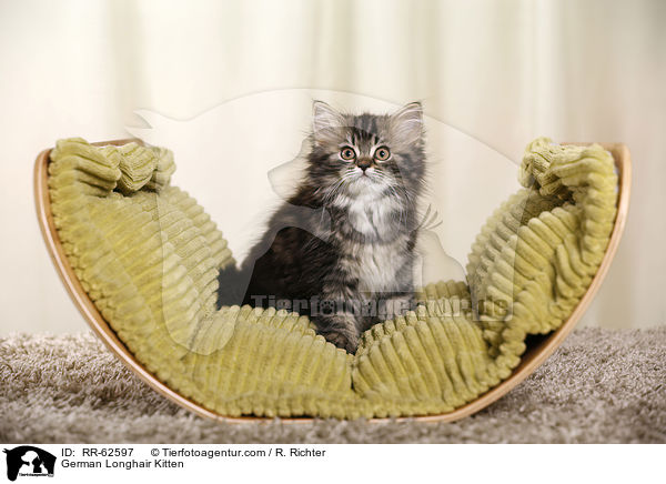 Deutsch Langhaar Ktzchen / German Longhair Kitten / RR-62597
