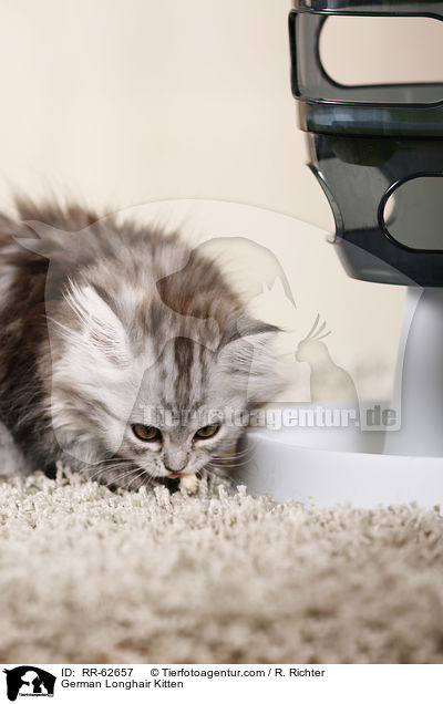 Deutsch Langhaar Ktzchen / German Longhair Kitten / RR-62657