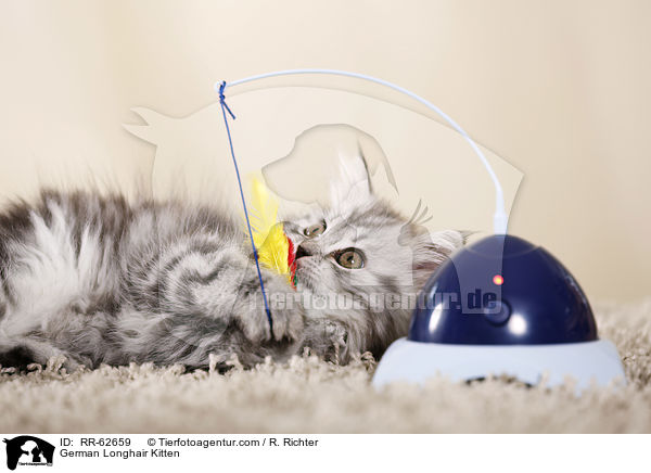 Deutsch Langhaar Ktzchen / German Longhair Kitten / RR-62659