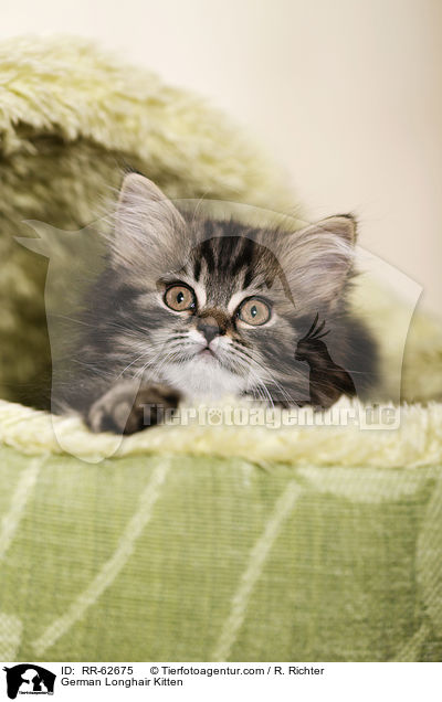 Deutsch Langhaar Ktzchen / German Longhair Kitten / RR-62675