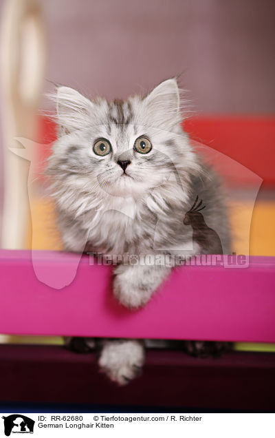 Deutsch Langhaar Ktzchen / German Longhair Kitten / RR-62680