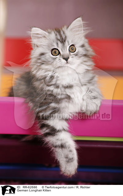 Deutsch Langhaar Ktzchen / German Longhair Kitten / RR-62686