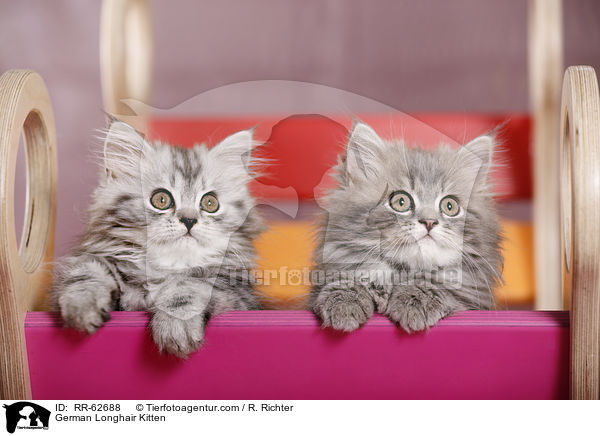 Deutsch Langhaar Ktzchen / German Longhair Kitten / RR-62688