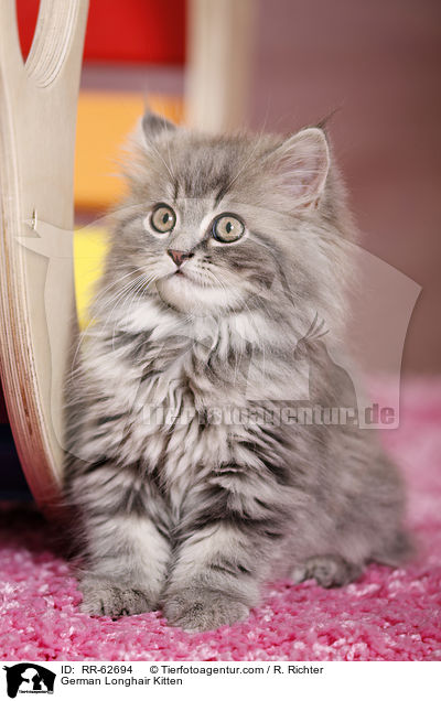 Deutsch Langhaar Ktzchen / German Longhair Kitten / RR-62694