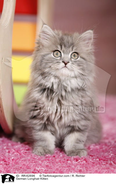 Deutsch Langhaar Ktzchen / German Longhair Kitten / RR-62696