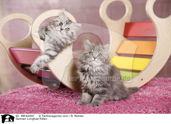 Deutsch Langhaar Ktzchen / German Longhair Kitten / RR-62697