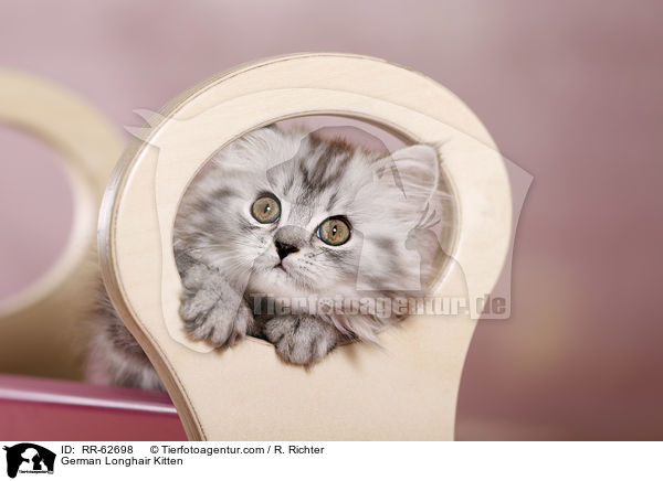Deutsch Langhaar Ktzchen / German Longhair Kitten / RR-62698