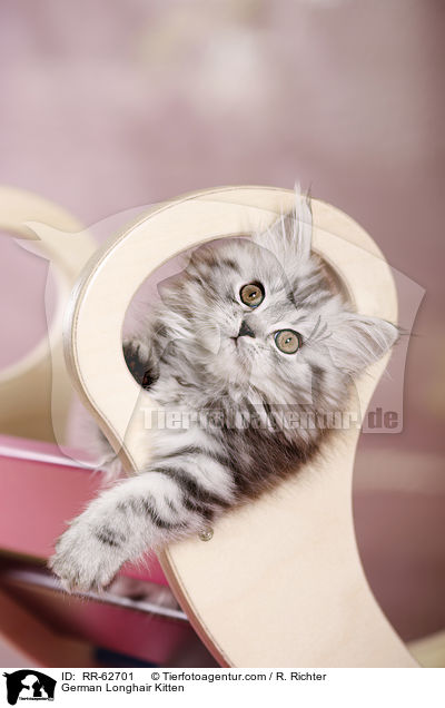 Deutsch Langhaar Ktzchen / German Longhair Kitten / RR-62701